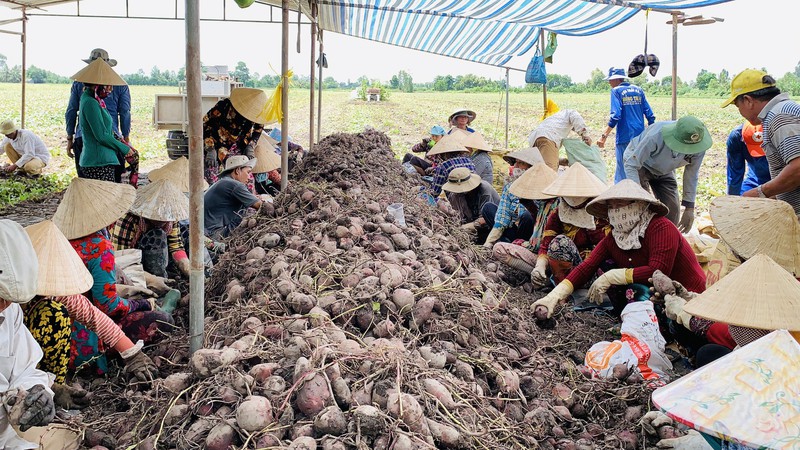 Vĩnh Long: Giá 1 ký khoai lang không bằng ly trà đá, nông dân trắng tay - Ảnh 7.