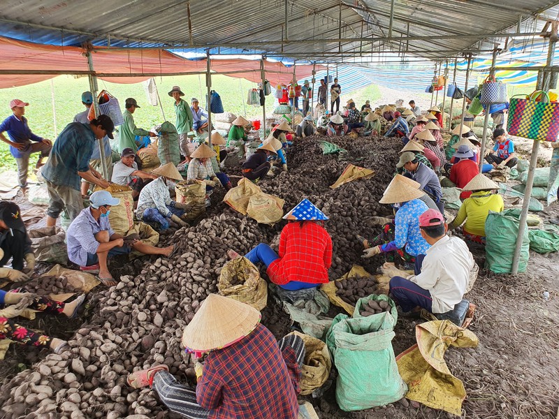 Vĩnh Long: Giá 1 ký khoai lang không bằng ly trà đá, nông dân trắng tay - Ảnh 1.