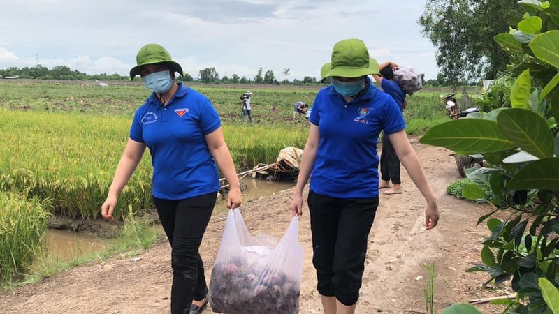 Vĩnh Long: Giá 1 ký khoai lang không bằng ly trà đá, nông dân trắng tay - Ảnh 9.