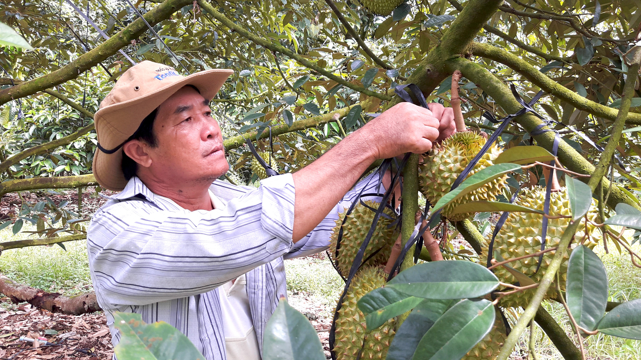 Đồng Nai: Dịch Covid-19 bùng phát, ở nơi lắm “sầu” nông dân lại hạnh phúc nhất - Ảnh 1.