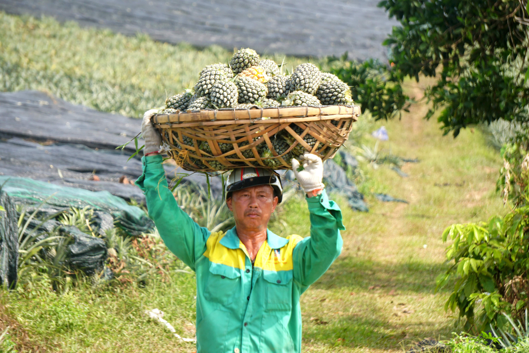 Nông dân &quot;đội nắng&quot; 40 độ C thu hoạch dứa - Ảnh 1.