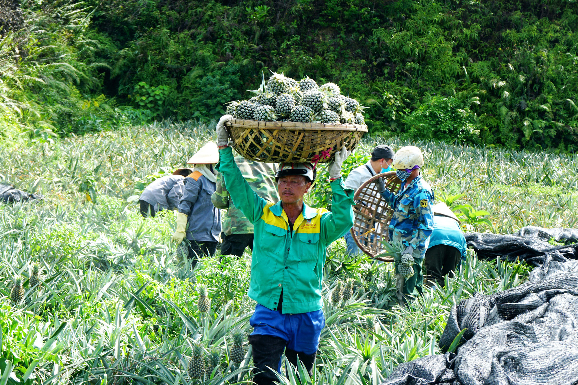 Nông dân &quot;đội nắng&quot; 40 độ C thu hoạch dứa - Ảnh 11.