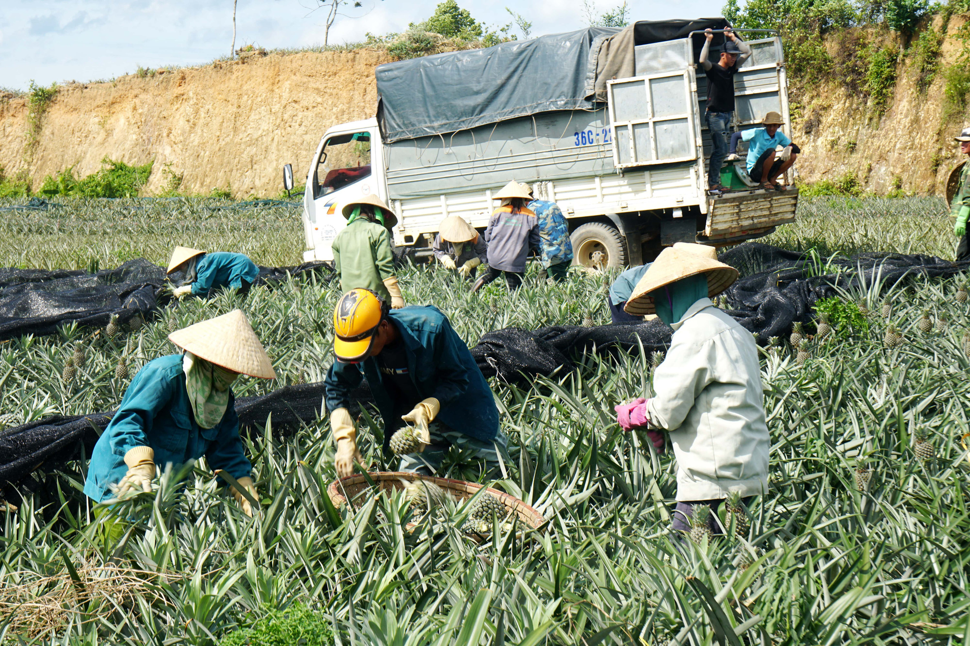 Nông dân &quot;đội nắng&quot; 40 độ C thu hoạch dứa - Ảnh 5.