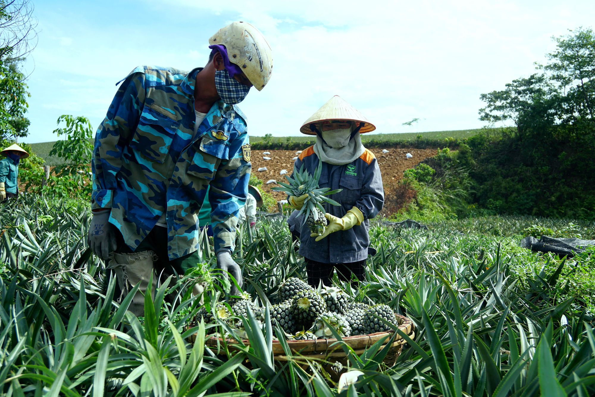 Nông dân &quot;đội nắng&quot; 40 độ C thu hoạch dứa - Ảnh 6.