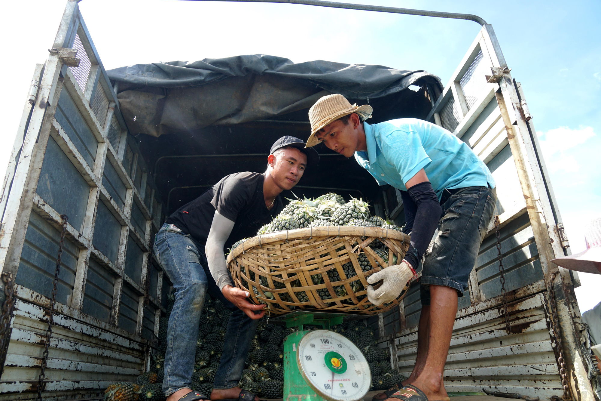 Nông dân &quot;đội nắng&quot; 40 độ C thu hoạch dứa - Ảnh 8.