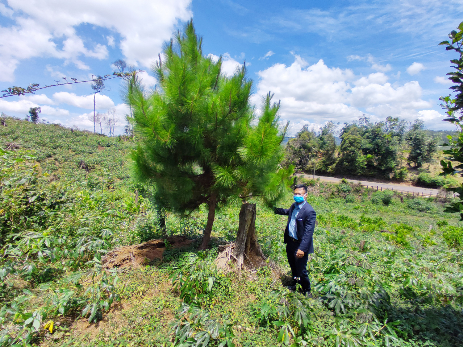 Kon Tum: Dự án trồng rừng nhưng không thành rừng, còn mỗi 1 cây - Ảnh 2.