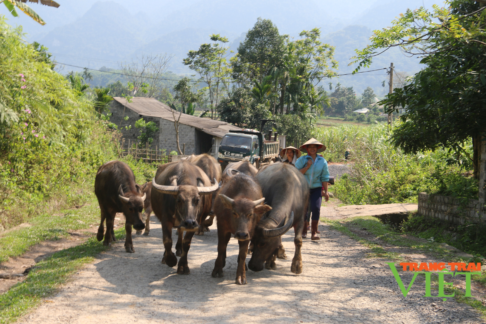 Hội Nông dân tỉnh Hoà Bình: Phát huy vai trò chủ thể của hội viên trong sản xuất nông nghiệp - Ảnh 5.