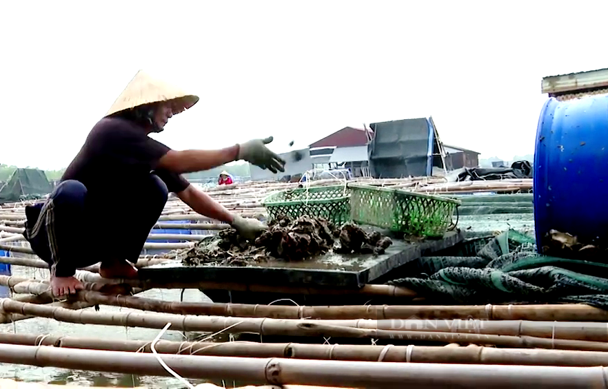 Bà Rịa – Vũng Tàu: Mất ghe do đánh bắt thủy sản trái phép, lão nông lên bờ nuôi con đại bổ và khấm khá - Ảnh 1.