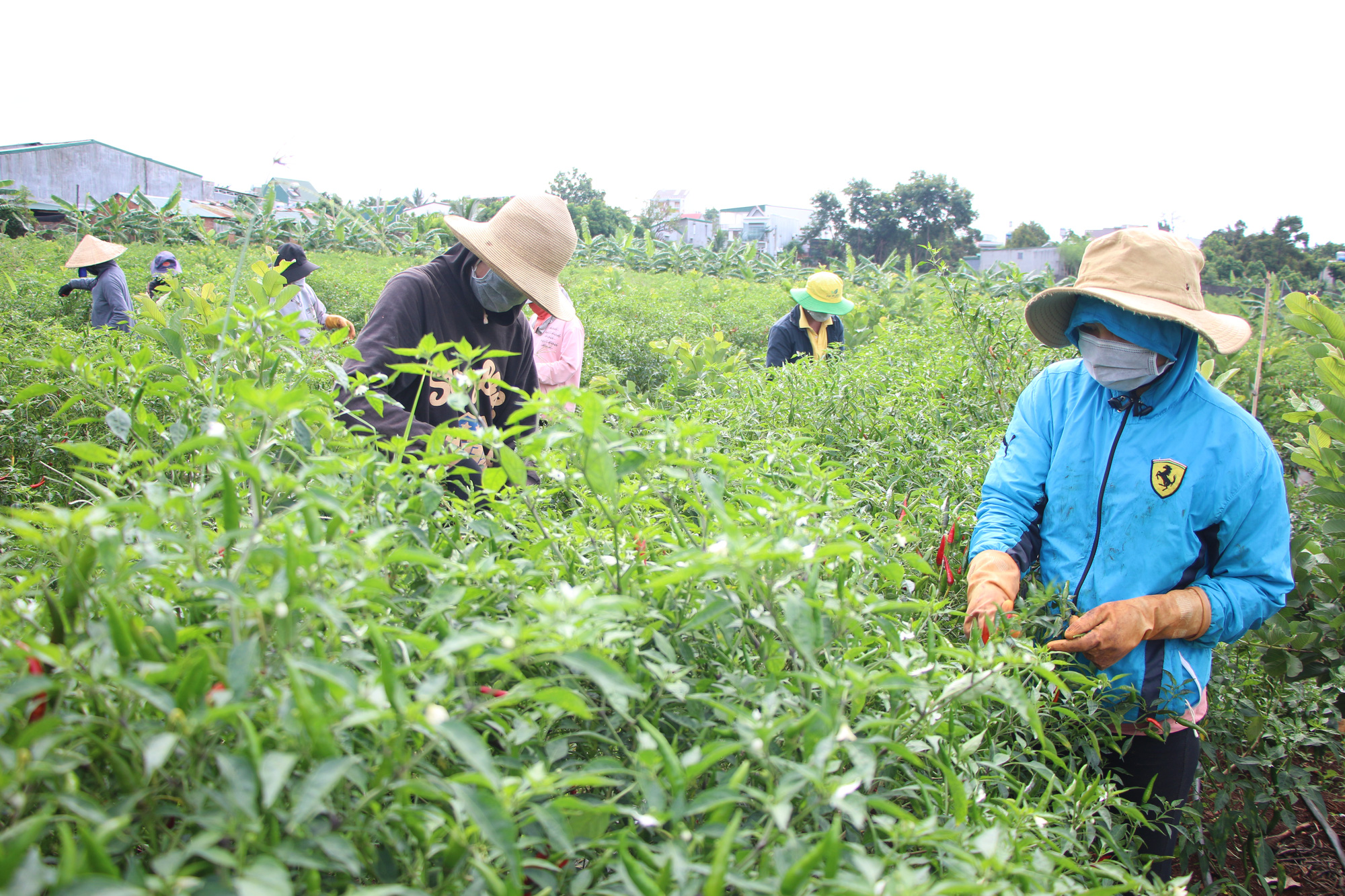 Nông dân Tây Sơn mở rộng diện tích trồng ớt