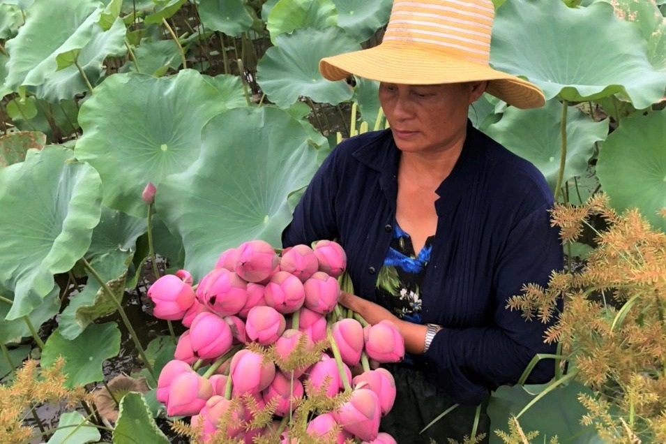 Ninh Bình: Thứ đồ uống tinh túy, tự nhiên mà thượng hạng có giá cả triệu đồng/lg - Ảnh 2.