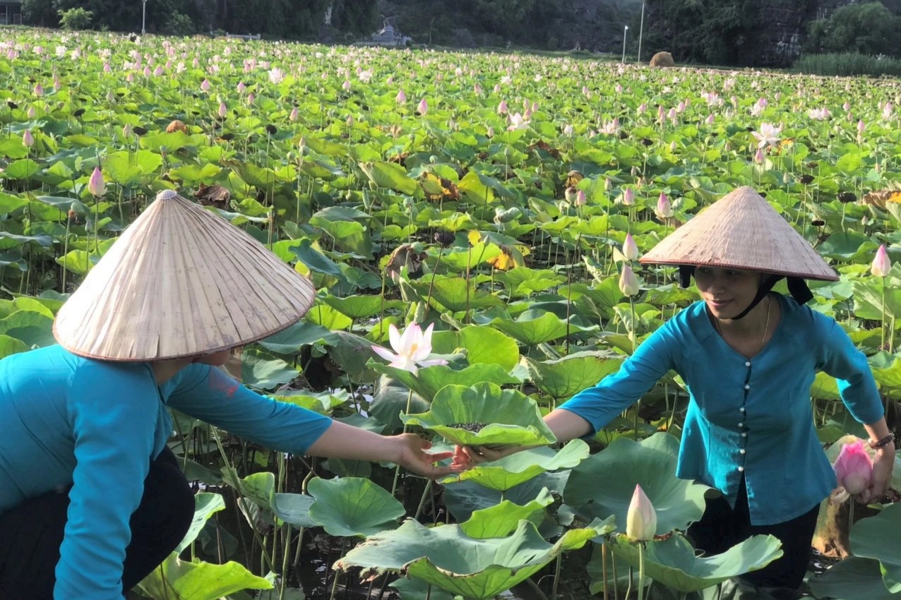 Ninh Bình: Thứ đồ uống tinh túy, tự nhiên mà thượng hạng có giá cả triệu đồng/lg - Ảnh 5.