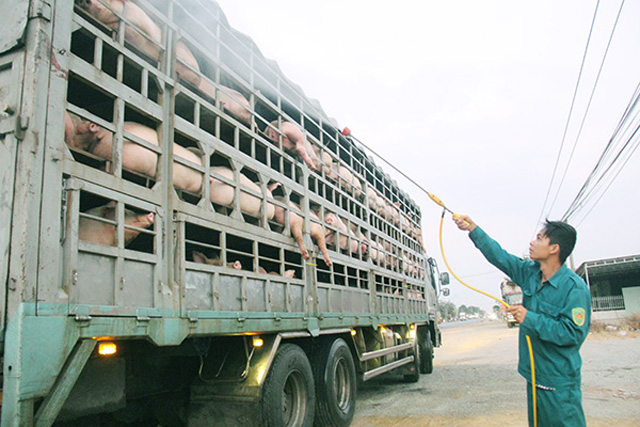 Chi cục chăn nuôi thú y Đồng Nai cho biết: Việc vận chuyển heo, gà vẫn diễn ra bình thường.