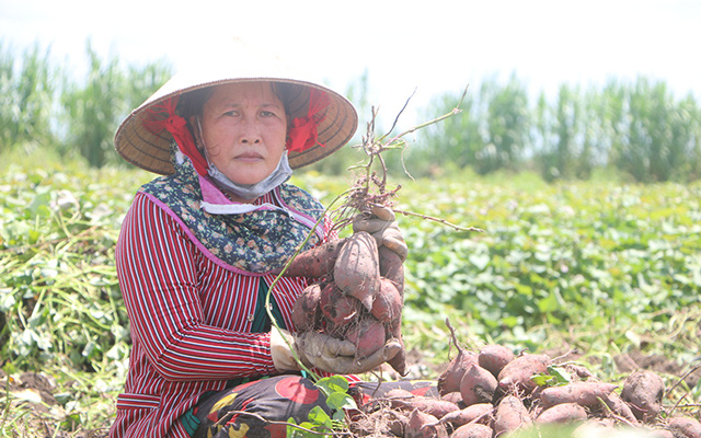 Đồng Tháp: Trồng thứ cây 3 tháng là tàn, cuốc 1 nhát bật lên toàn củ đỏ tươi, nhưng khổ thay bán trầy trật