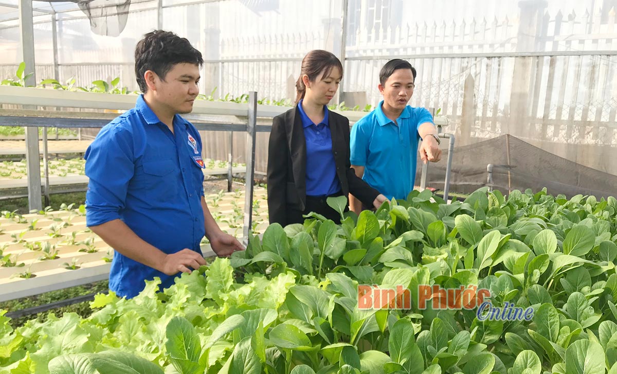 Bình Phước: Lạng ván gỗ cao su, trồng rau thủy canh, 2 chàng thanh niên nhanh làm giàu - Ảnh 1.