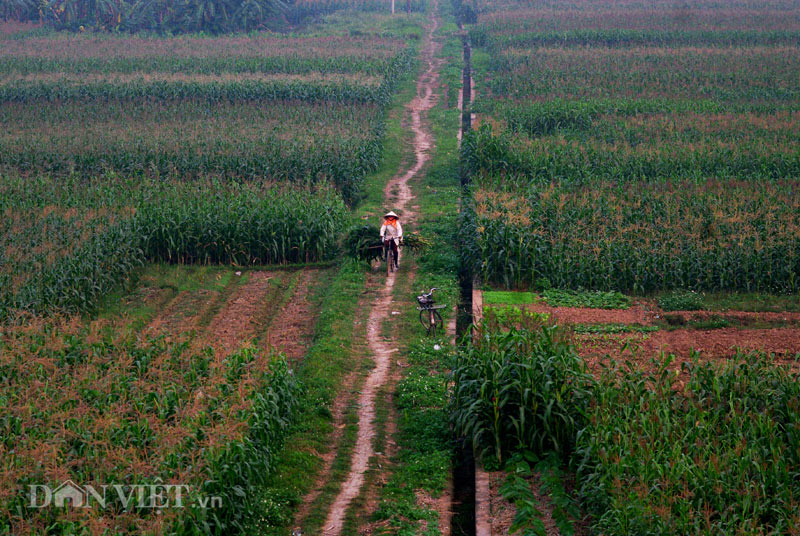 Tiếng rao đêm  - Ảnh 2.