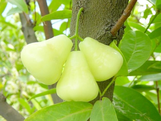 Au Vietnam, le fruit est critiqué de haut en bas, mais en Thaïlande et en Chine, il est vénéré comme un fruit précieux.