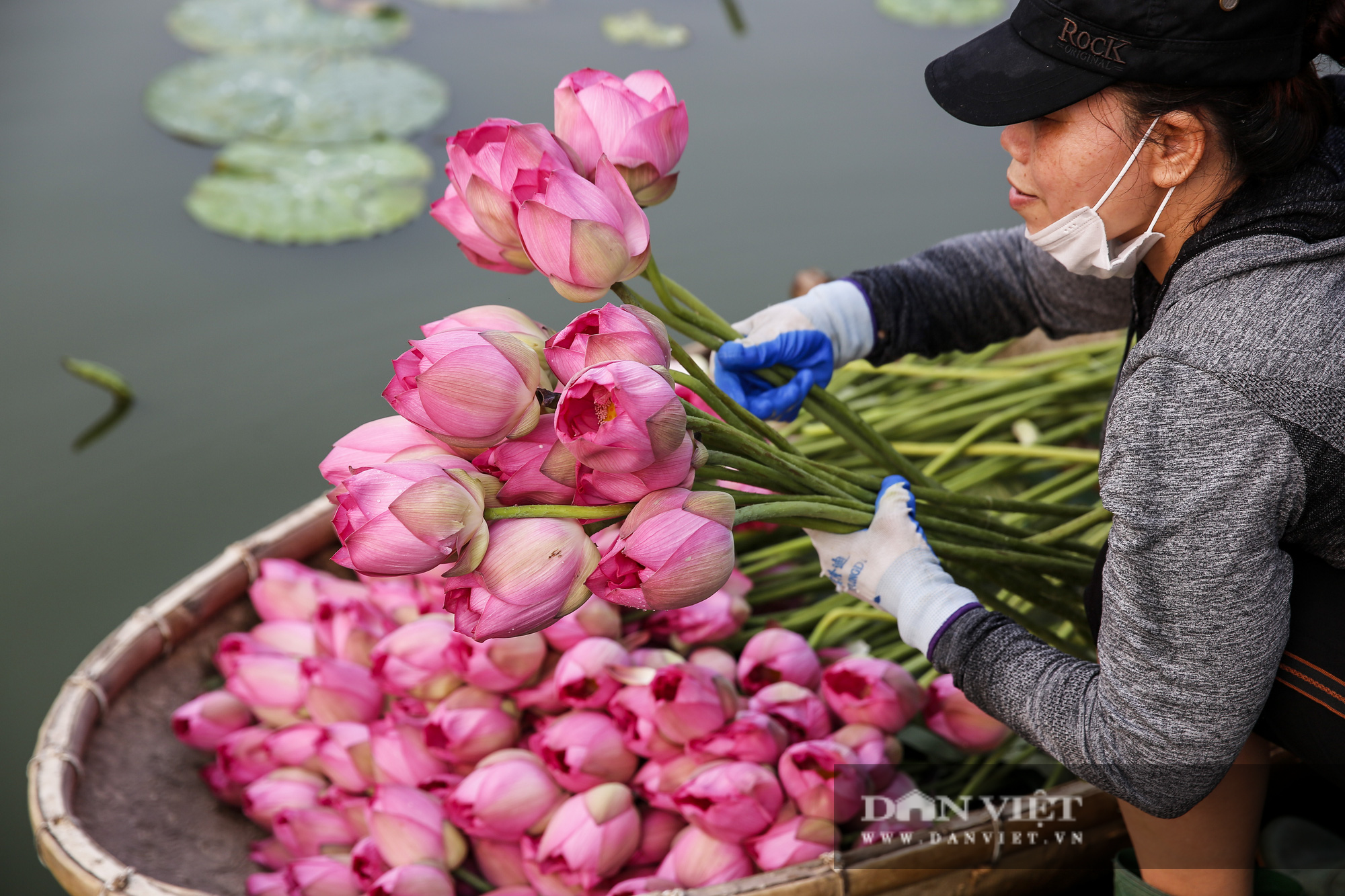 Người trồng sen hồ Tây tất bật thu hoạch, bán bao nhiêu cũng hết - Ảnh 6.