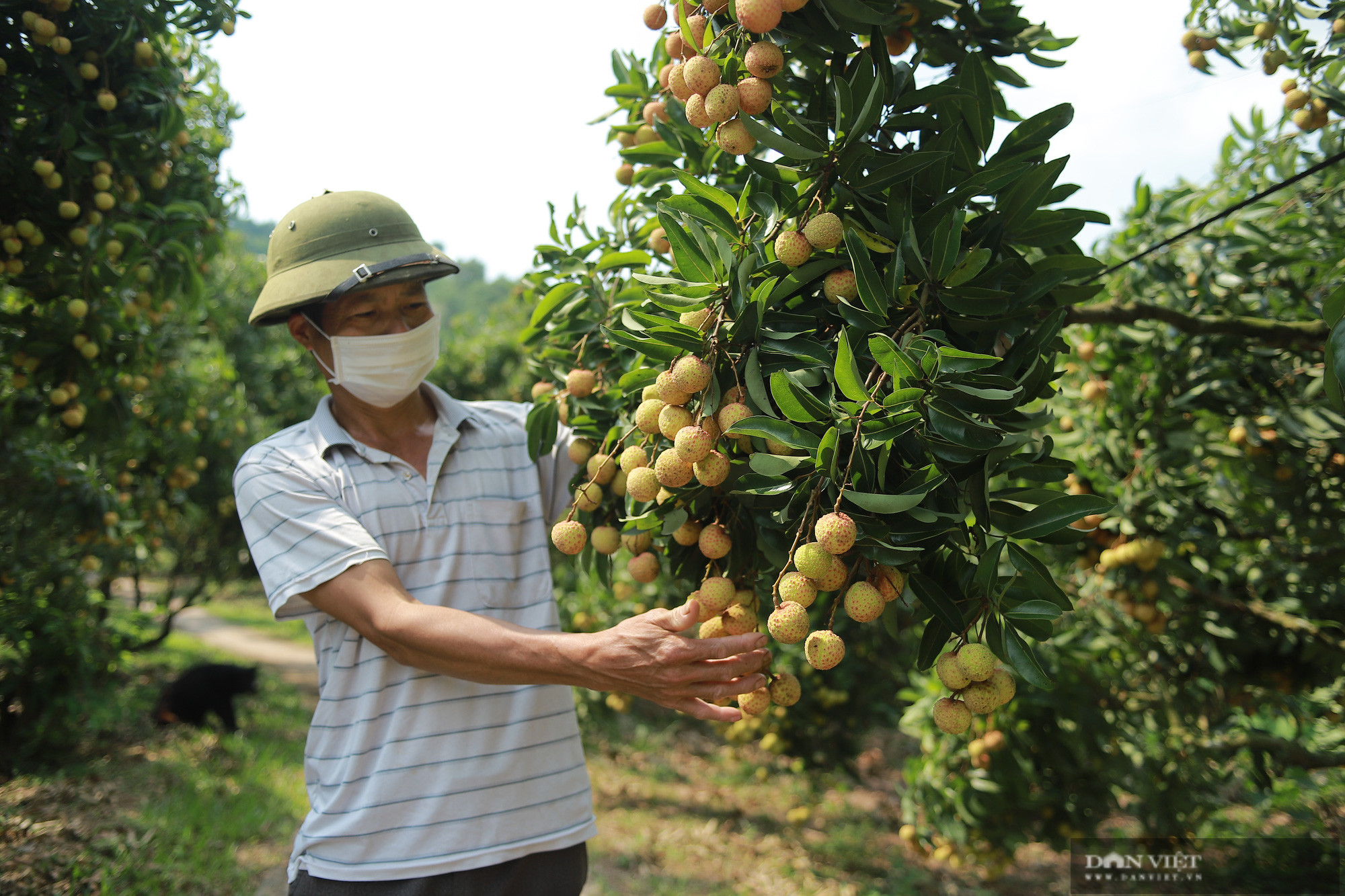 Trung Quốc thiết lập 10 khu tập kết, sẵn sàng đón vải thiều Việt Nam  - Ảnh 1.