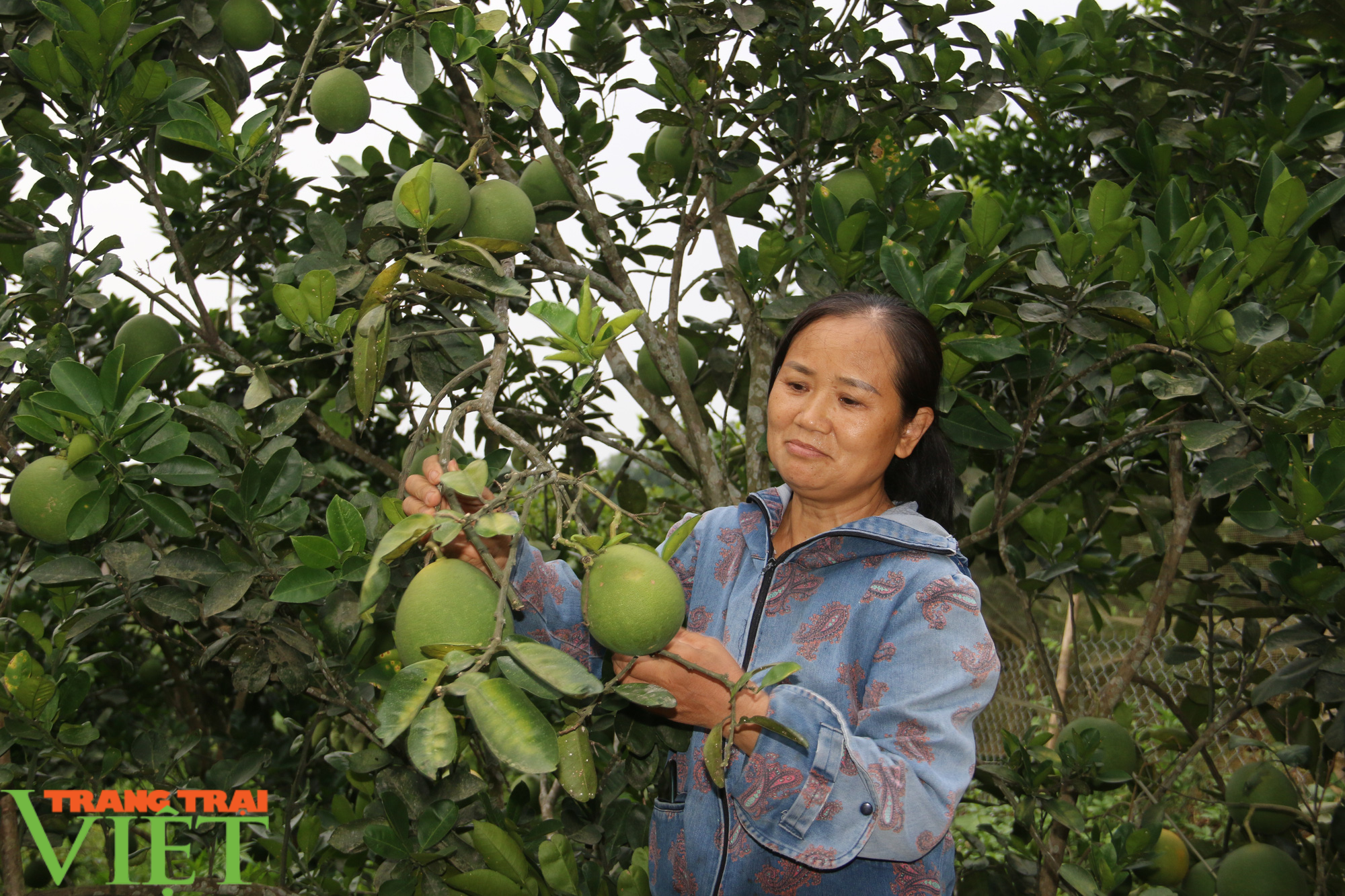 Hội Nông dân Hoà Bình: Cầm tay chỉ việc giúp hội viên làm giàu - Ảnh 5.