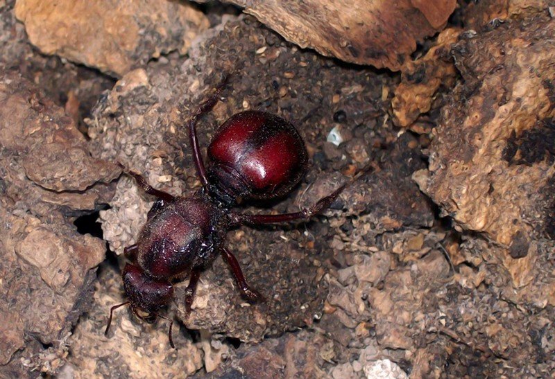 Loài kiến có cái mông rất to là đặc sản lạ thơm ngon như bì lợn chiên giòn - Ảnh 6.