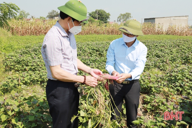 Hà Tĩnh: Nông dân ở đây trồng khoai lang giống gì mà củ thì bự, thu hoạch đến đâu thương lái khuân hết đến đó? - Ảnh 5.