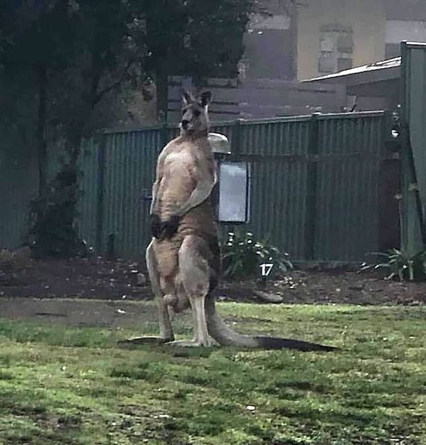 Thị trấn khóc thương cho chú kangaroo thân thiện cao tới 1m8   - Ảnh 1.