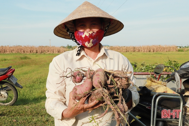 Hà Tĩnh: Nông dân ở đây trồng khoai lang giống gì mà củ thì bự, thu hoạch đến đâu thương lái khuân hết đến đó? - Ảnh 1.