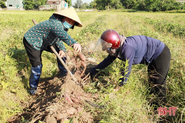 Hà Tĩnh: Nông dân ở đây trồng khoai lang giống gì mà củ thì bự, thu hoạch đến đâu thương lái khuân hết đến đó? - Ảnh 2.