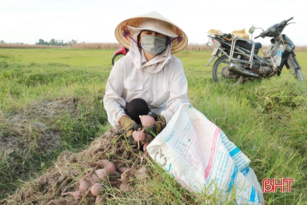 Hà Tĩnh: Nông dân ở đây trồng khoai lang giống gì mà củ thì bự, thu hoạch đến đâu thương lái khuân hết đến đó? - Ảnh 3.