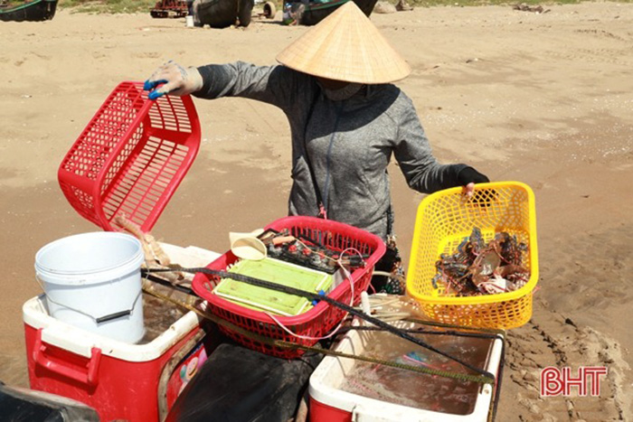 Hà Tĩnh: Dân ra biển tung lưới vài giờ kiếm tiền triệu vì bắt được nhiều con đặc sản gì? - Ảnh 8.