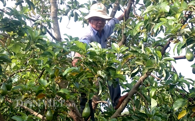 Ông Dường Nhộc Sáng chăm sóc vườn bơ sáp Mã Dưỡng đặc sản của mình ở Bình Phước. Ảnh Trần Khánh.