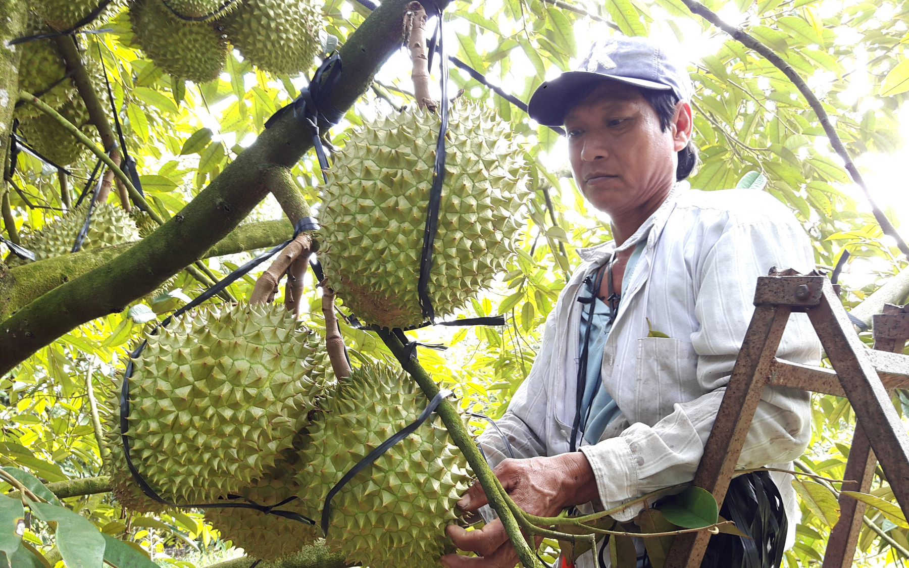 Dịch Covid-19: Người ngậm ngùi nhìn trái chín rụng khắp vườn, người lo bán tháo vì trở tay không kịp