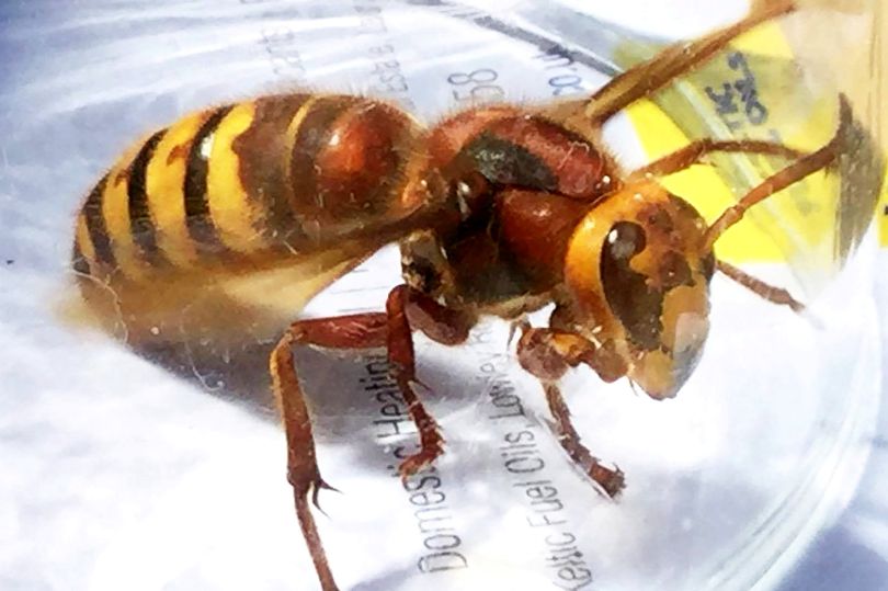 Số lượng ong bắp cày khổng lồ châu Á tăng lên mức “đáng báo động” ở Anh - Ảnh 1.