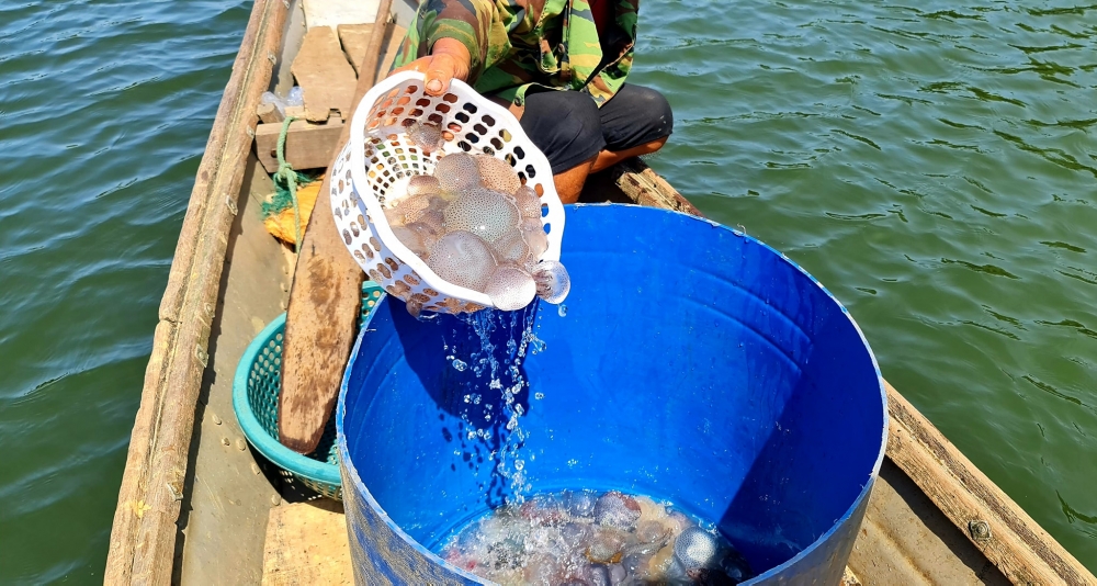 Thừa Thiên Huế: Dân ra phá vớt loài to như cái thúng nổi lềnh phềnh chất đầy ghe trên mặt nước thu tiền triệu - Ảnh 3.