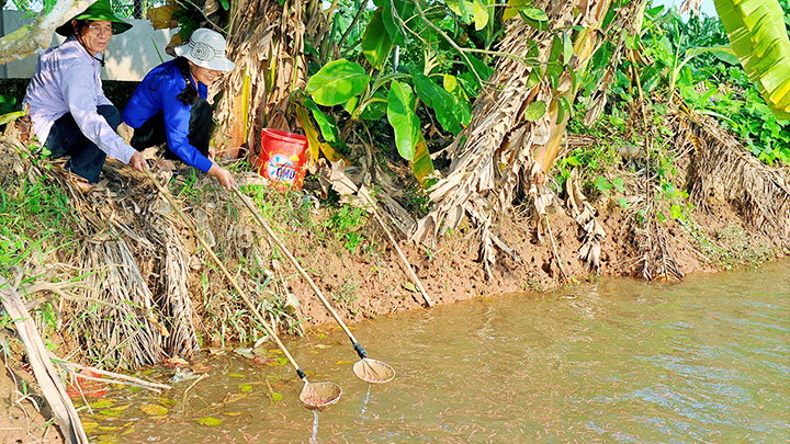 Hải Dương: Thứ đặc sản ví như lộc trời ở đất Tứ Kỳ thực ra là con gì? - Ảnh 2.