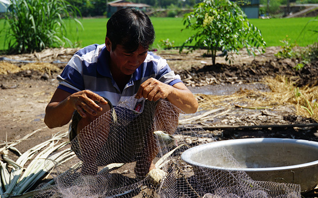 Đồng Tháp: Anh nông dân nuôi cá đồng kết hợp nuôi vịt, trồng lúa, bất ngờ thu nhập cao gấp 3-4 lần độc canh