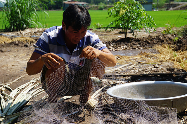 Đồng Tháp: Anh nông dân nuôi cá đồng kết hợp nuôi vịt, trồng lúa, bất ngờ thu nhập cao gấp 3-4 lần độc canh - Ảnh 3.