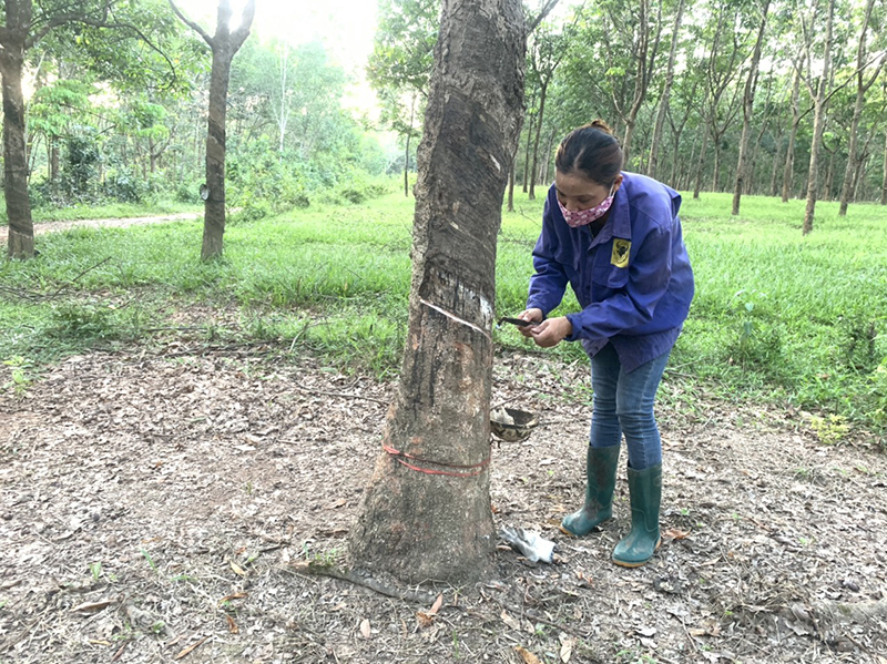 Quảng Trị: Thứ mủ này Trung Quốc mua nhiều, &quot;tự dưng&quot; tăng giá mạnh, người đi cạo thuê cũng kiếm bộn tiền - Ảnh 1.