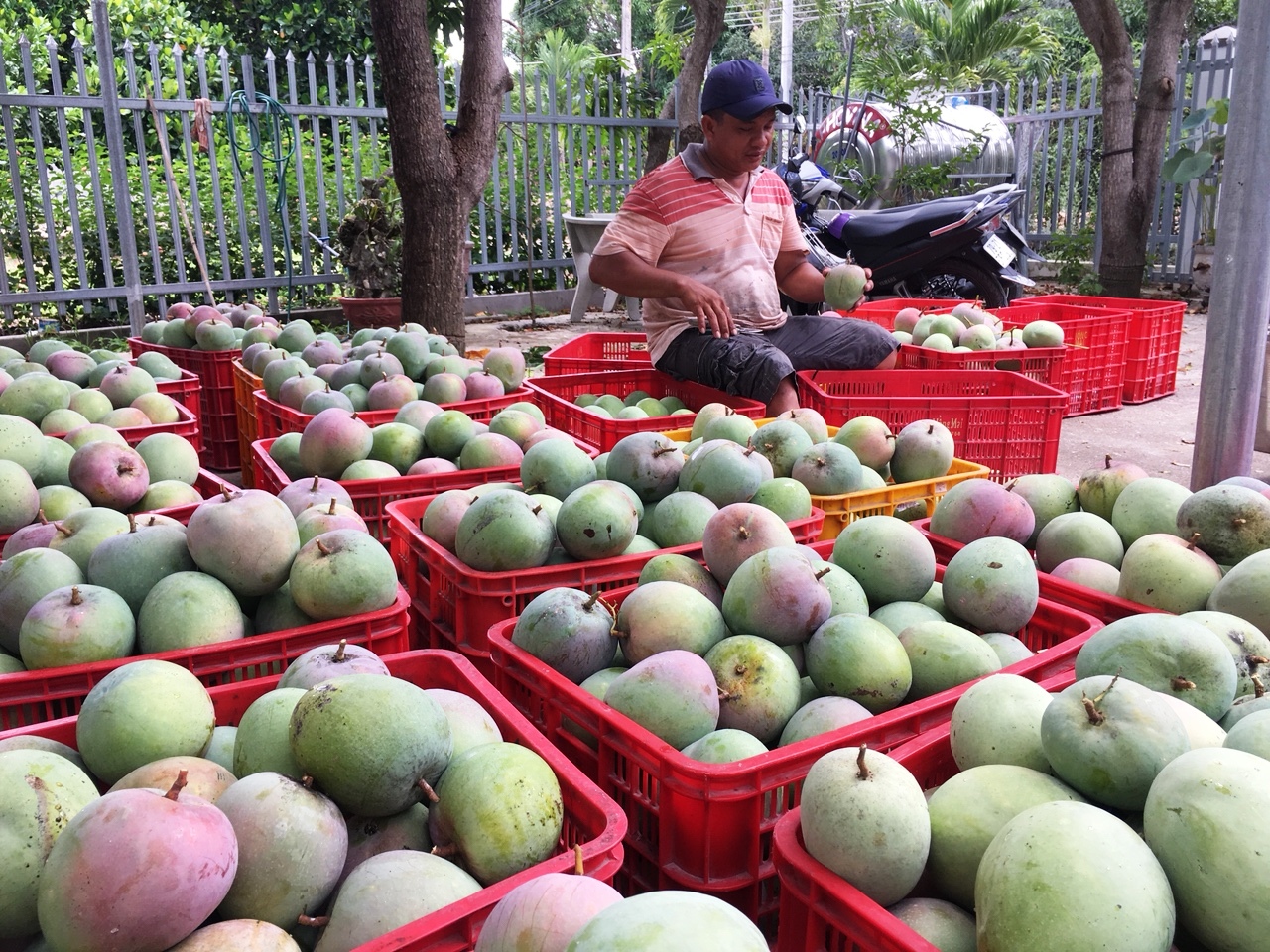 Chủ tịch Hội Nông dân Khánh Hòa &quot;hiến kế&quot; cho nông dân trồng xoài Úc  - Ảnh 3.