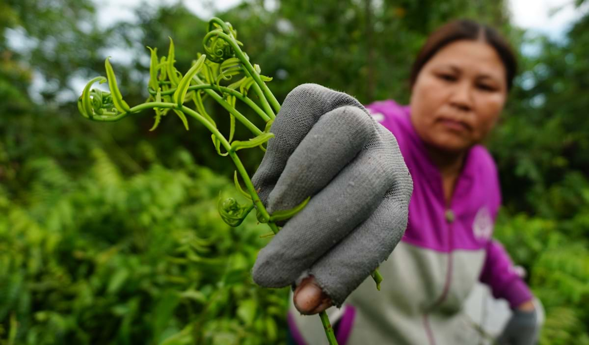 Loại rau mọc hoang &quot;ngon - bổ - rẻ -lạ&quot; ở miền Tây được mệnh danh là &quot;thần dược&quot;, chế biến vạn món ngon - Ảnh 2.