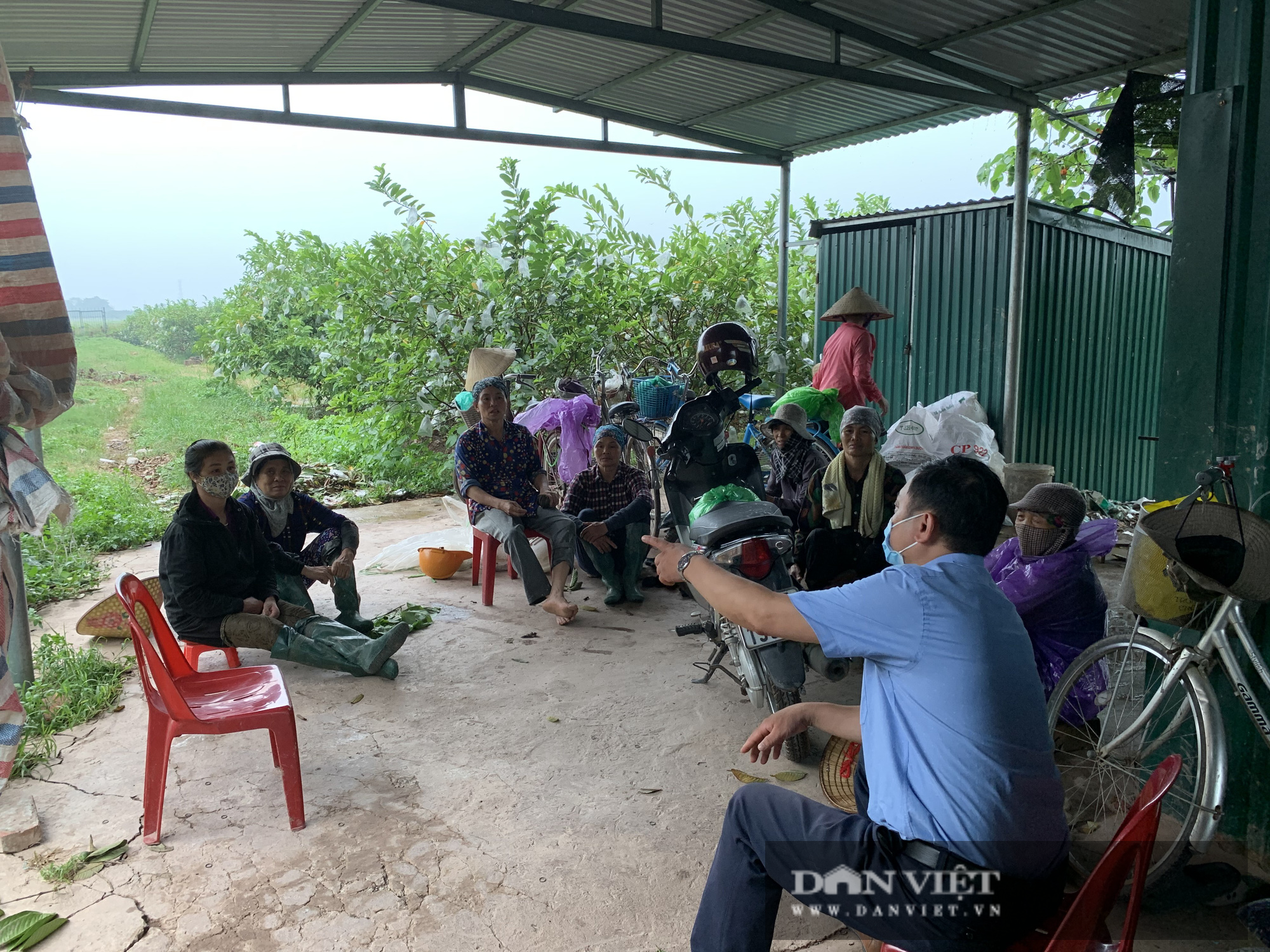 Chính quyền xã Đồng Quang có nhiều đổi mới, chung tay giải cứu ổi cho nhân dân - Ảnh 3.