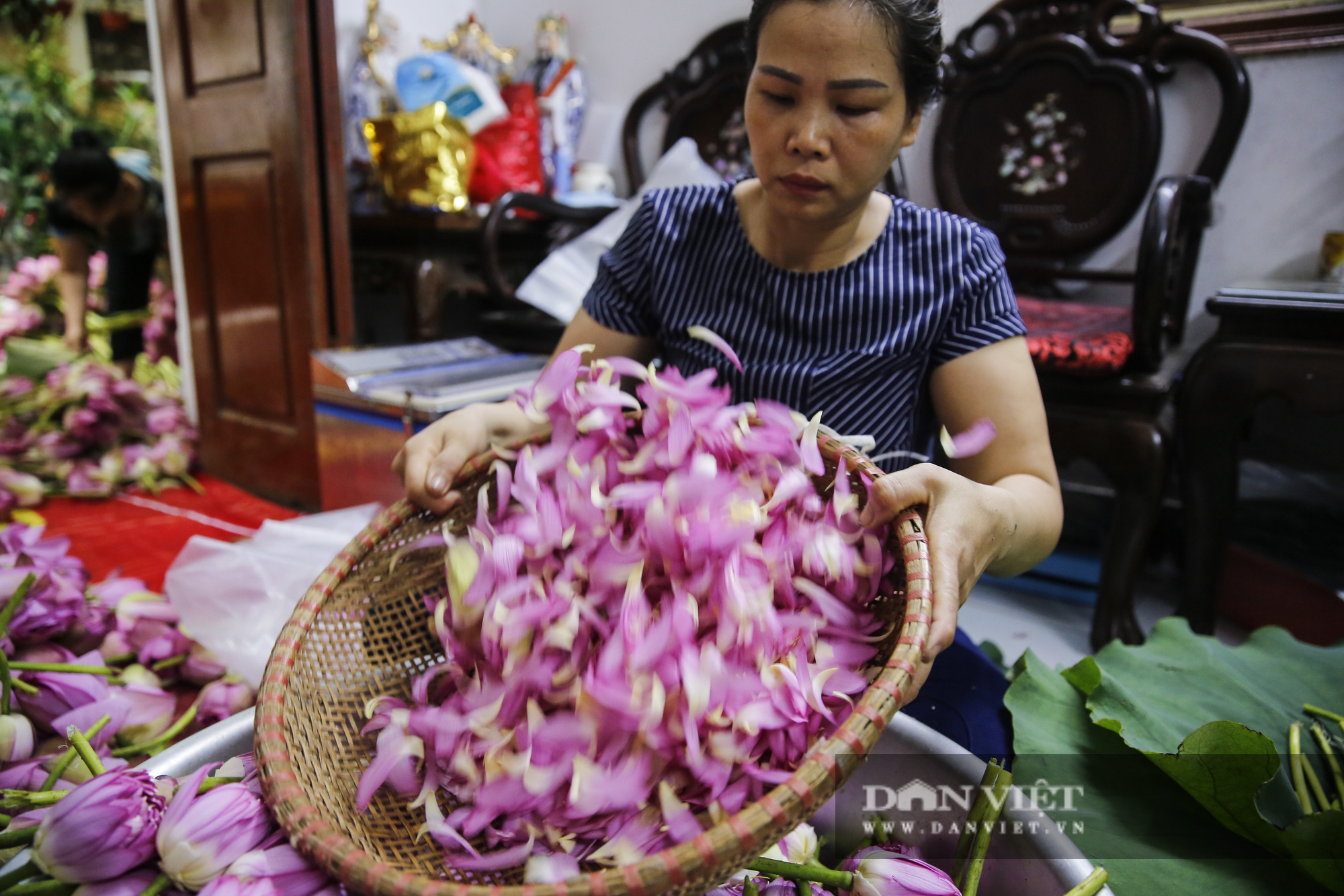 Tận mắt xem quy trình ướp trà sen đắt nhất Việt Nam - Ảnh 5.