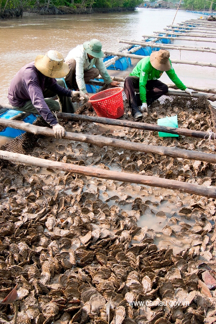 Cà Mau: Vùng đất này kênh rạch chằng chịt, nhìn đâu cũng thấy &quot;con đại bổ&quot;, sinh sôi nảy nở rất nhanh - Ảnh 2.