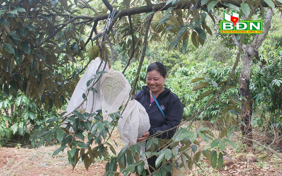 Đắk Nông: Trồng 90 cây sầu riêng ghép, hái hàng chục tấn trái, giá sầu riêng giảm vẫn lời 350 triệu