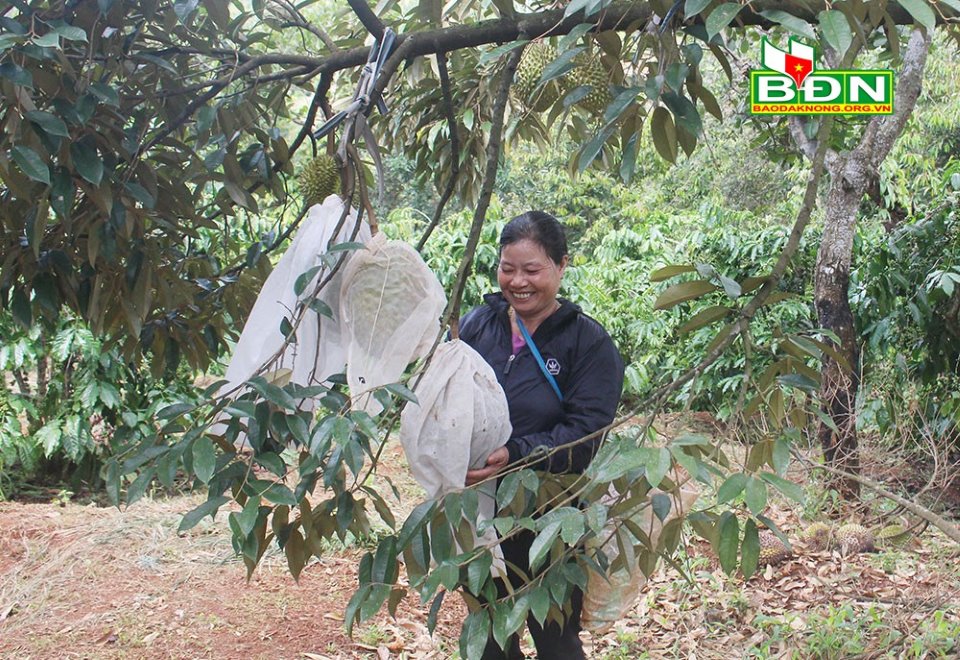 Đắk Nông: Trồng 90 cây sầu riêng ghép, hái hàng chục tấn trái, giá sầu riêng giảm vẫn lời 350 triệu - Ảnh 1.