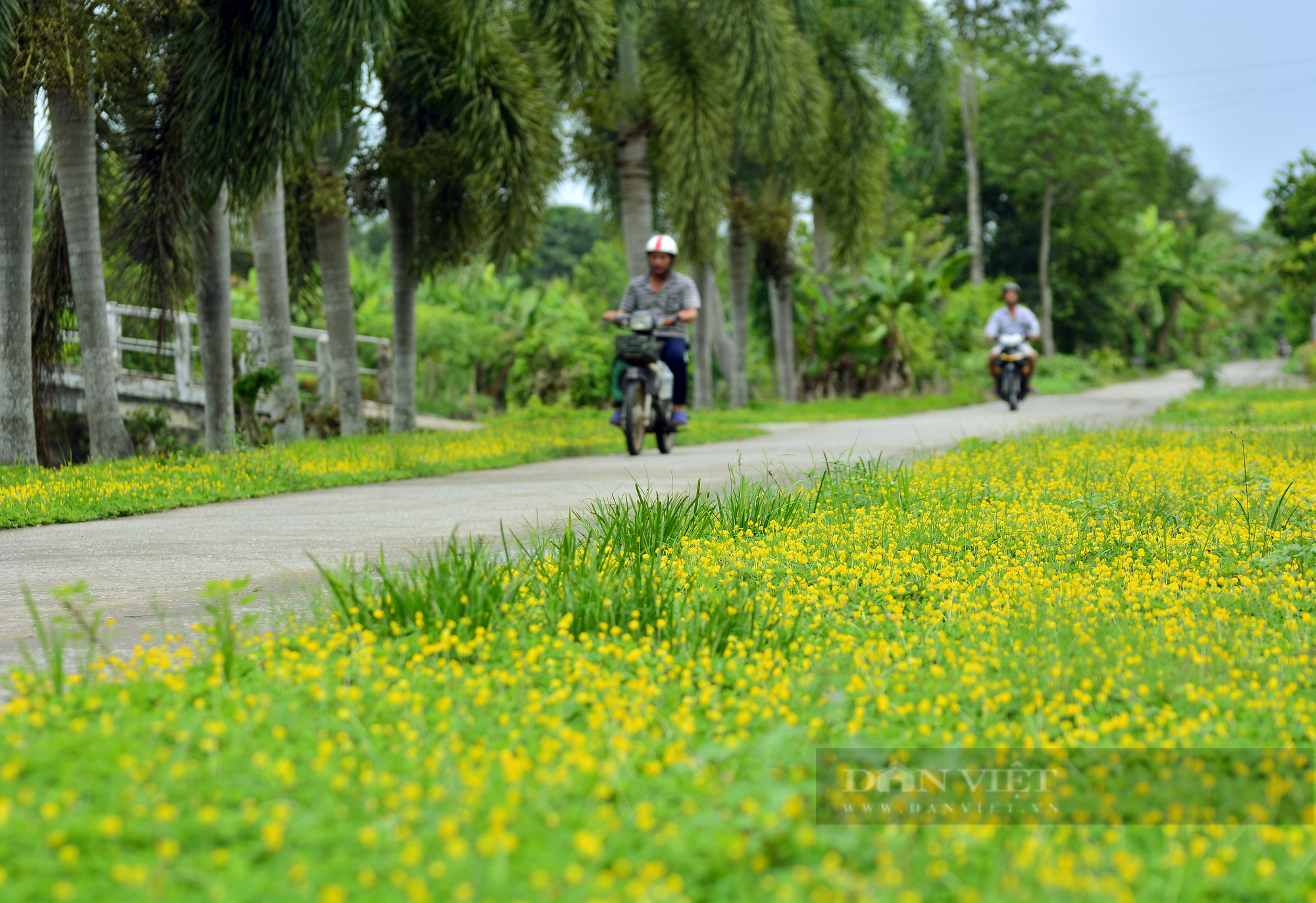 Những tuyến đường nông thôn đẹp như mơ của huyện nông thôn mới đầu tiên ở Kiên Giang - Ảnh 7.