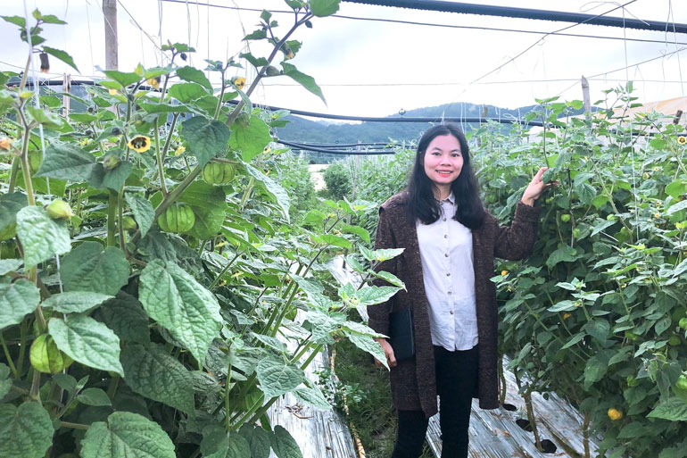 Lâm Đồng: Cất bằng kỹ sư, cô gái về quê trồng những cây tầm bóp khổng lồ mà thu hàng tỷ đồng - Ảnh 3.