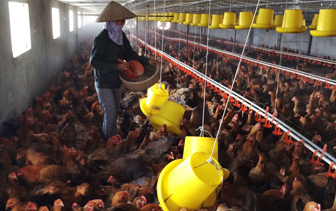 Hà Nội: Giá gia cầm tăng, thương lái chợ đầu mối nói lý do này khiến các chủ trại chăn nuôi gà, vịt, ngan mừng - Ảnh 1.