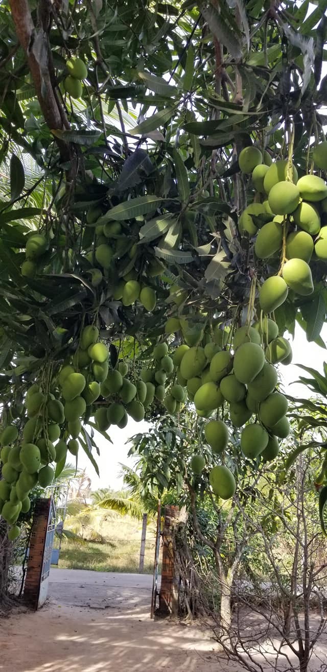 Xao xao những cây xoài “mắn đẻ” nhất đất Việt, thu hoạch chắc mỏi rụng rời tay - Ảnh 1.