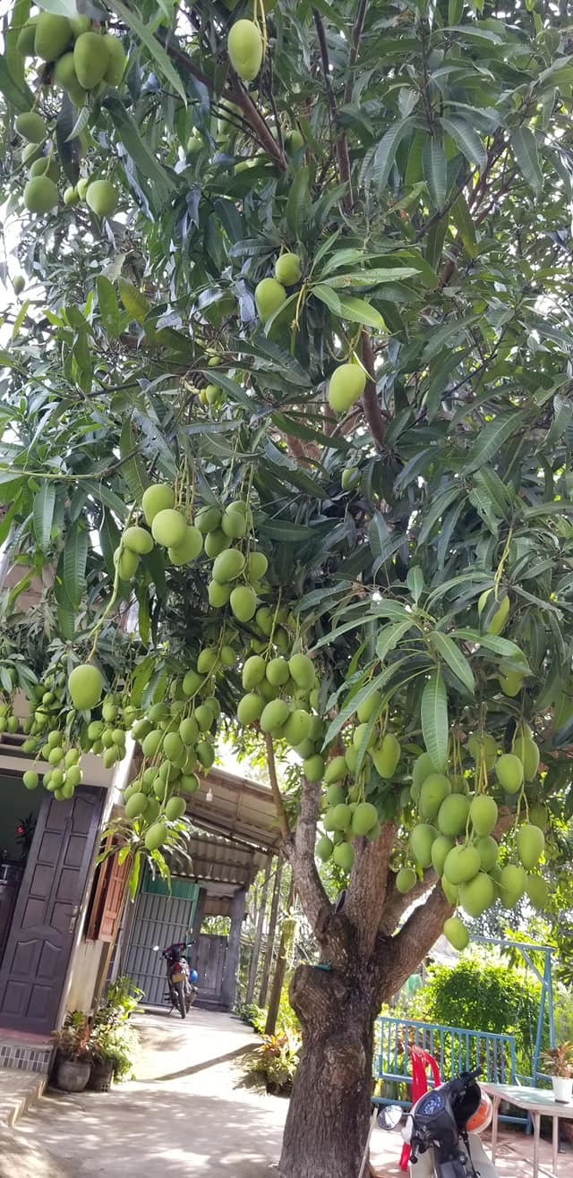 Cây xoài mắn đẻ - từ lâu đã trở thành một biểu tượng linh thiêng trong nền văn hóa phương Đông. Hình ảnh về những trái xoài đẻ đầy may mắn và lấy được nhiều sự chú ý trong ảnh này. Hãy cùng nhau khám phá điều gì kỳ diệu đang đến từ cây xoài trong ảnh này.